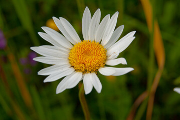 Fototapeta premium Bright white petals with a yellow center on natural background.
