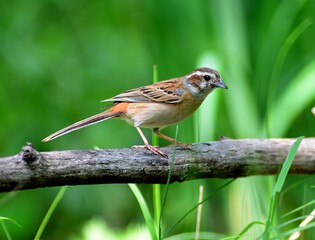 Meadow bunting in nest with visible eggs and adult bird. Captured in a grassy habitat of Korea.

