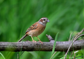Meadow bunting in nest with visible eggs and adult bird. Captured in a grassy habitat of Korea.

