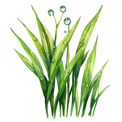 Fototapeta premium Vibrant Green Grass with Dew Drops isolated on a white background, Watercolor illustration