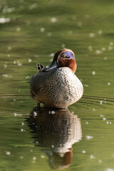 Eurasian teal (Anas crecca), common teal, or Eurasian green-winged teal.