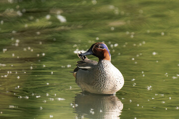 Eurasian teal (Anas crecca), common teal, or Eurasian green-winged teal.