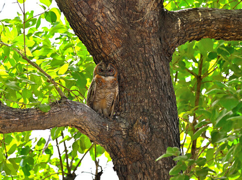 Eyes of Molted Wood Owl perched on a branch in Gir National Park Gujarat India