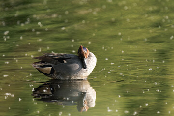 Eurasian teal (Anas crecca), common teal, or Eurasian green-winged teal.