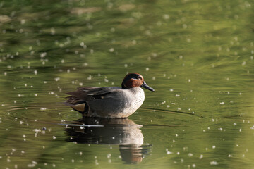 Eurasian teal (Anas crecca), common teal, or Eurasian green-winged teal.