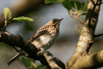 Tree pipit (Anthus trivialis) sitting on a tree branch in the sunlight.