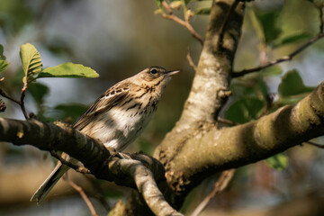 Tree pipit (Anthus trivialis) sitting on a tree branch in the sunlight.