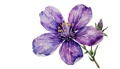 a delicate watercolor painting depicts a vibrant purple evening primrose bloom with a budding companion and slender stem against a white background.