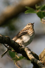 Tree pipit (Anthus trivialis) sitting on a tree branch in the sunlight.