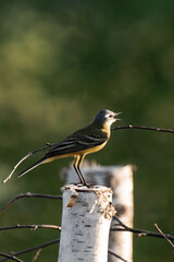 Western yellow wagtail (Motacilla flava) sitting in the grass.