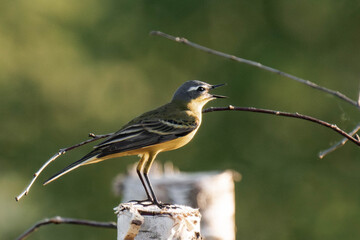 Western yellow wagtail (Motacilla flava) sitting in the grass.