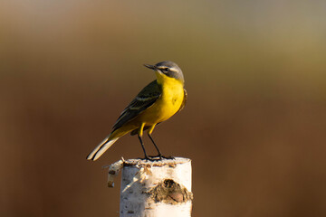 Western yellow wagtail (Motacilla flava) sitting in the grass.