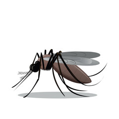 Mosquito Cartoon Vector illustration. Small dangerous bloodsucker insect. 