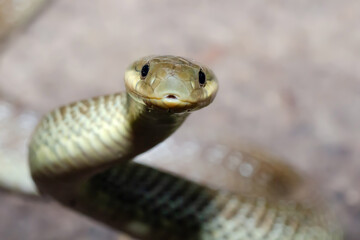 Colubro di Esculapio (Zamenis longissimus)