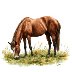 Fototapeta premium Grazing Brown Horse in a Meadow Nature isolated on a white background, Watercolor illustration