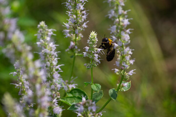 クマバチ(マルハナバチ) と アガスターシェ・ブルーフォーチュン
Carpenter Bee on Blue Fortune – A Beautiful Moment with Agastache Flowers and a Foraging Bumblebee