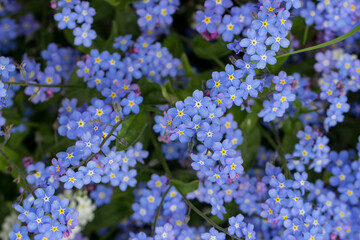 blue flowers of Alpine forget-me-nots (Myosotis alpestris) with yellow centers. a perennial herbaceous plant of the Borage family