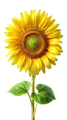 Fototapeta premium Vibrant Yellow Sunflower with Green Leaves, Stem, and Seed Head Isolated on White