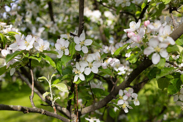Blooming white apple trees in the garden. Spring flowers in the park