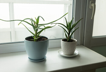 An aloe vera plant in a pot on the windowsill in the room.
