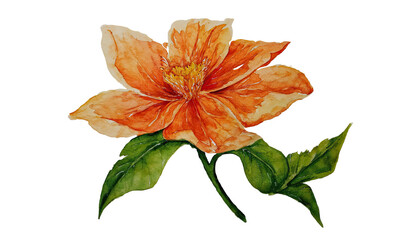 a delicate watercolor painting depicts an orange helleborus flower with lush green leaves against a plain white background.