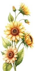 Watercolor illustration of sunflowers in full bloom with buds and leaves