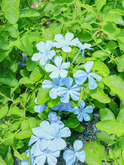 Botanical beauty of Plumbago flowers in a tropical garden  a fresh , uplifting image ideal for...