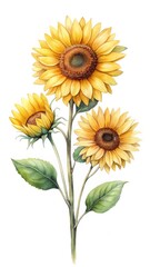 Naklejka premium Watercolor painting of three vibrant sunflowers with detailed petals and green leaves