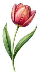 Naklejka premium Detailed watercolor painting of a red and orange tulip flower with leaves