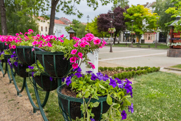Vibrant Hanging Flower Baskets with Pink and Purple Blooms in Public Park
