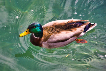 Green headed mallard duck