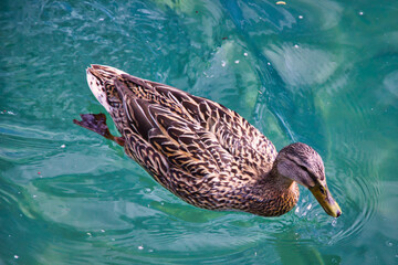 Brown female fuck swimming in the clear waters of the lake: top view