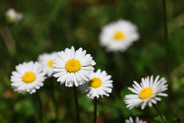 Fototapeta premium White daisies (Bellis perennis) in close up. Selective focus.