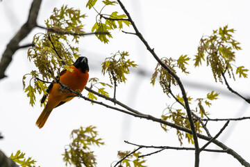 Male Baltimore Oriole perched high up is tree