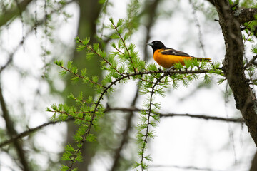 Male Baltimore Oriole perched on small conifer branch