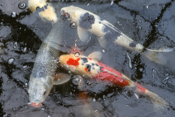 Japanese koi carp floating on the surface of a pond with bubbles