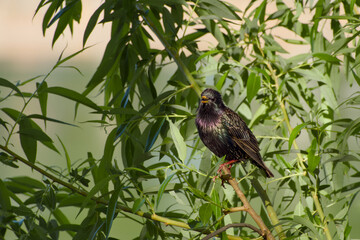 common starling perching on the twig close-up