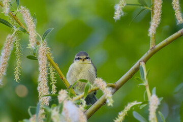 Eurasian blue tit chick is perching on a twig