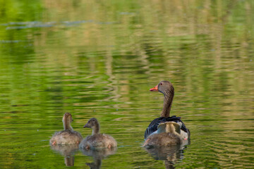 greylag goose and their goslings are floating on water