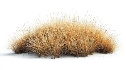 Golden dry grass bush high resolution photo