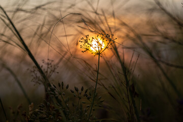 The intricate silhouette of a wildflower is sharply contrasted against the soft golden glow of the sunset during the magic hour evoking a sense of tranquility and natural beauty.