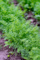 Closeup of fresh green dill growing on vegetable garden. Harvest time..