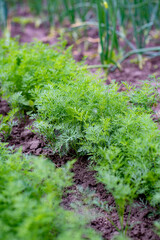 Closeup of fresh green dill growing on vegetable garden. Harvest time..