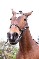 Obraz premium horse head in city park, view from below