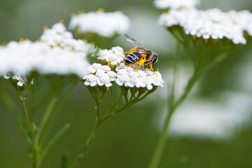bee in yellow pollen on a background of white flowers. white wild flower Achillea millefolium and wild bee. honey bee collects nectar on yarrow flowers. close-up, bokeh, natural background