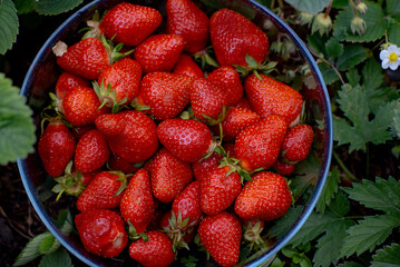Fresh red ripe strawberries in bowl on the garden bed. Summer harvesting of berries in the garden.