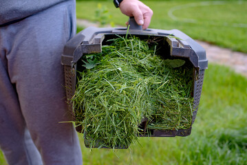 Mowing grass with a petrol lawn mower in spring. container with the mown grass to it in the compost