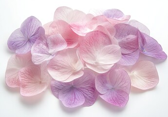 Delicate, pastel-hued hydrangea petals in various shades of pink and lavender, scattered on a white background