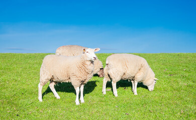 Cute sheep grazing peacefully in a green field in Westerhever Germany idyllic rural scene near the coast with natural beauty and calm atmosphere
