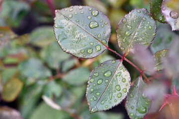 rose leaves with dew drops. on a branch with leaves. macro photo. delicate beauty of rain-drenched...